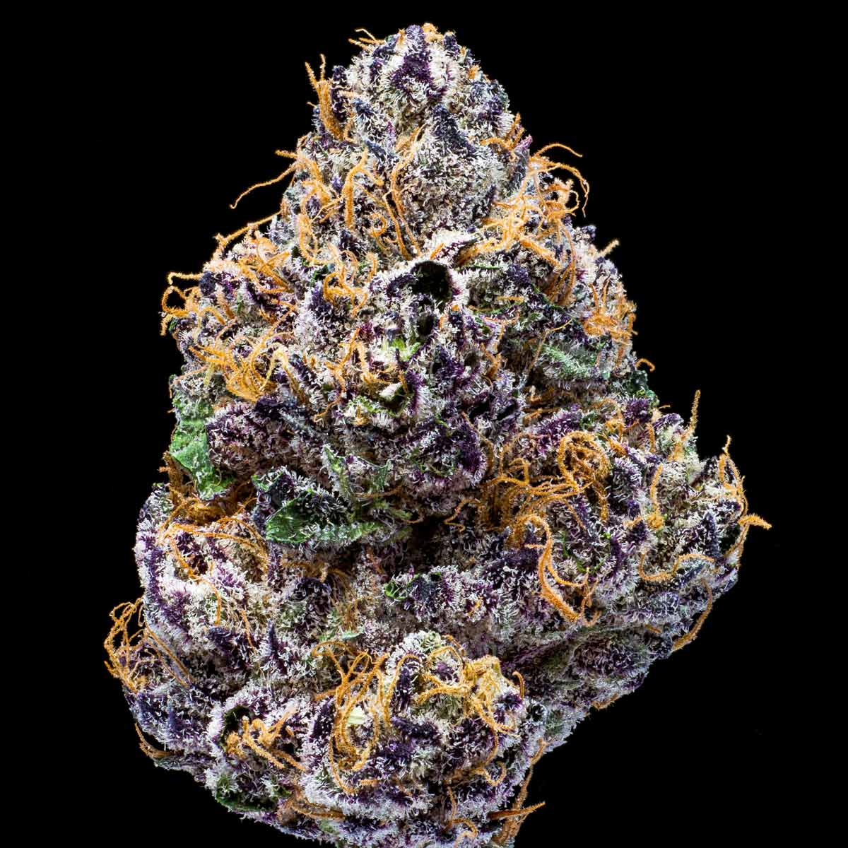 pro gro genetics zangria weed strain