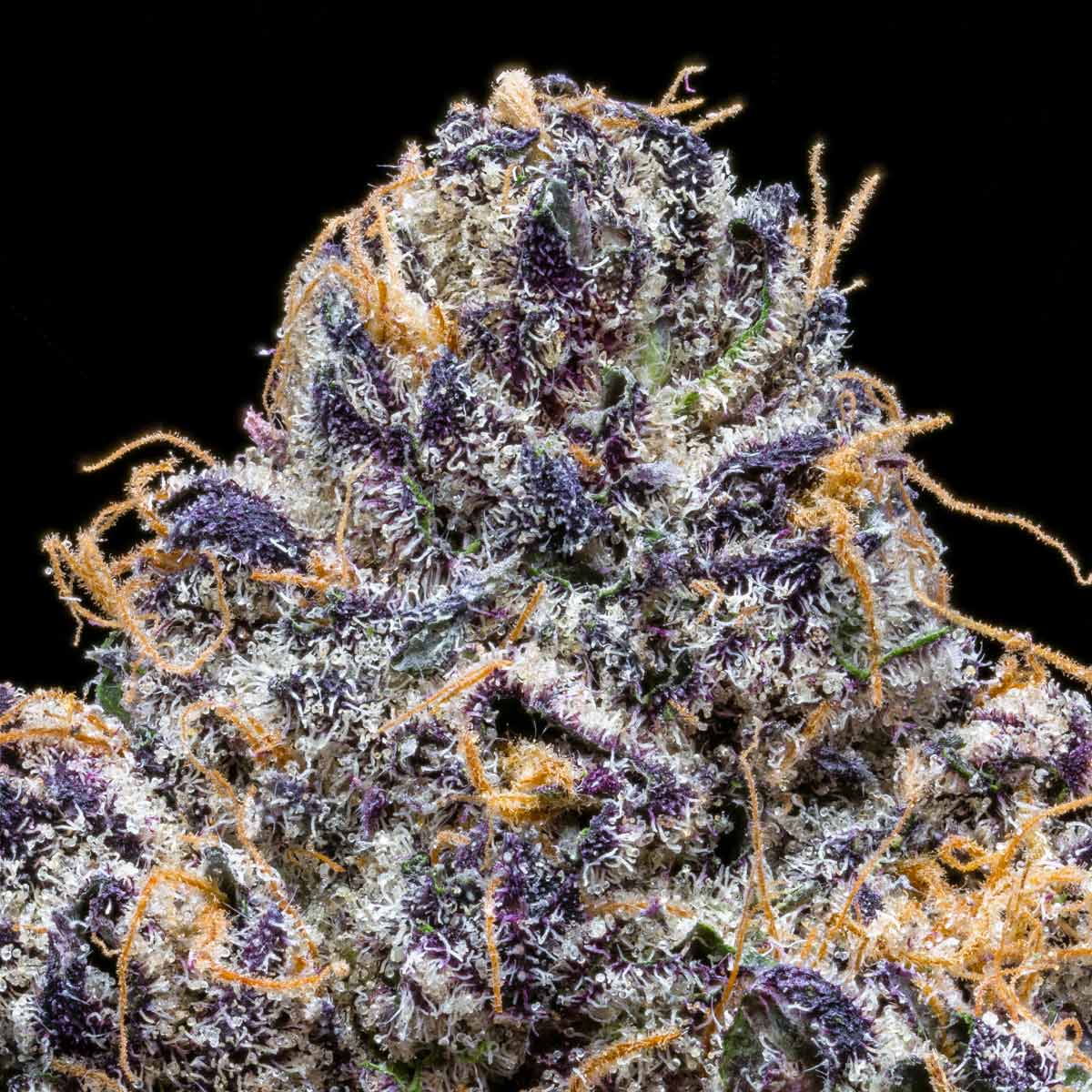 pro gro genetics zangria weed strain