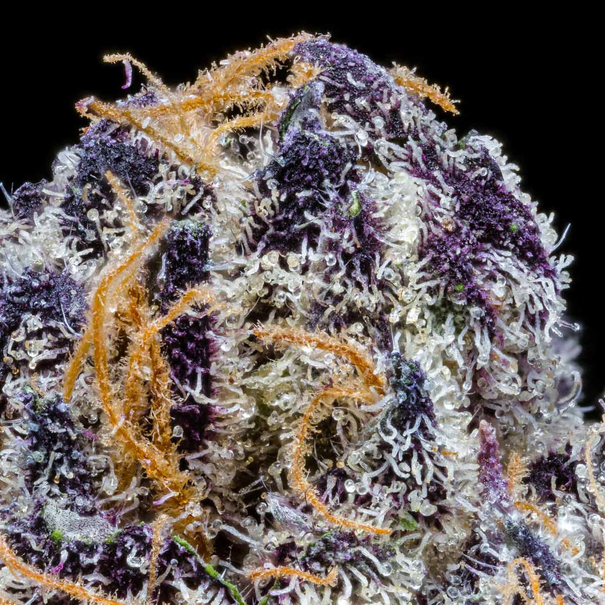 pro gro genetics zangria weed strain