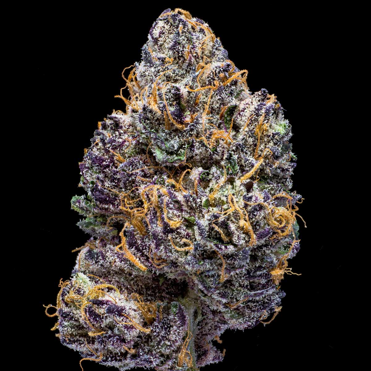 pro gro genetics zangria weed strain