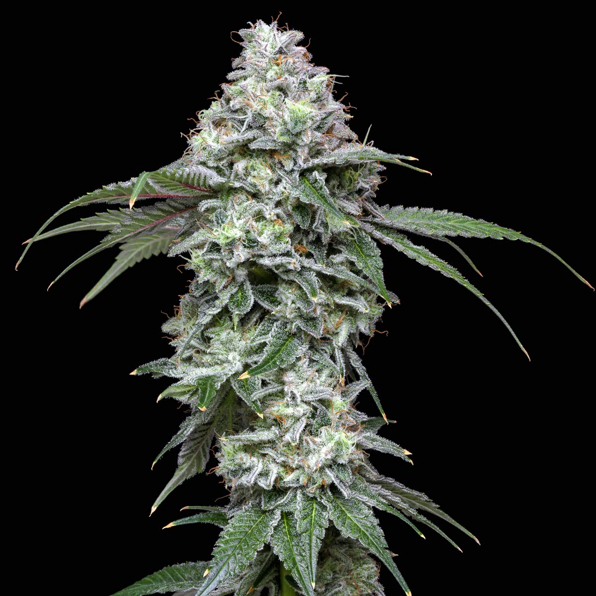 pro gro genetics zelicious cannabis strain