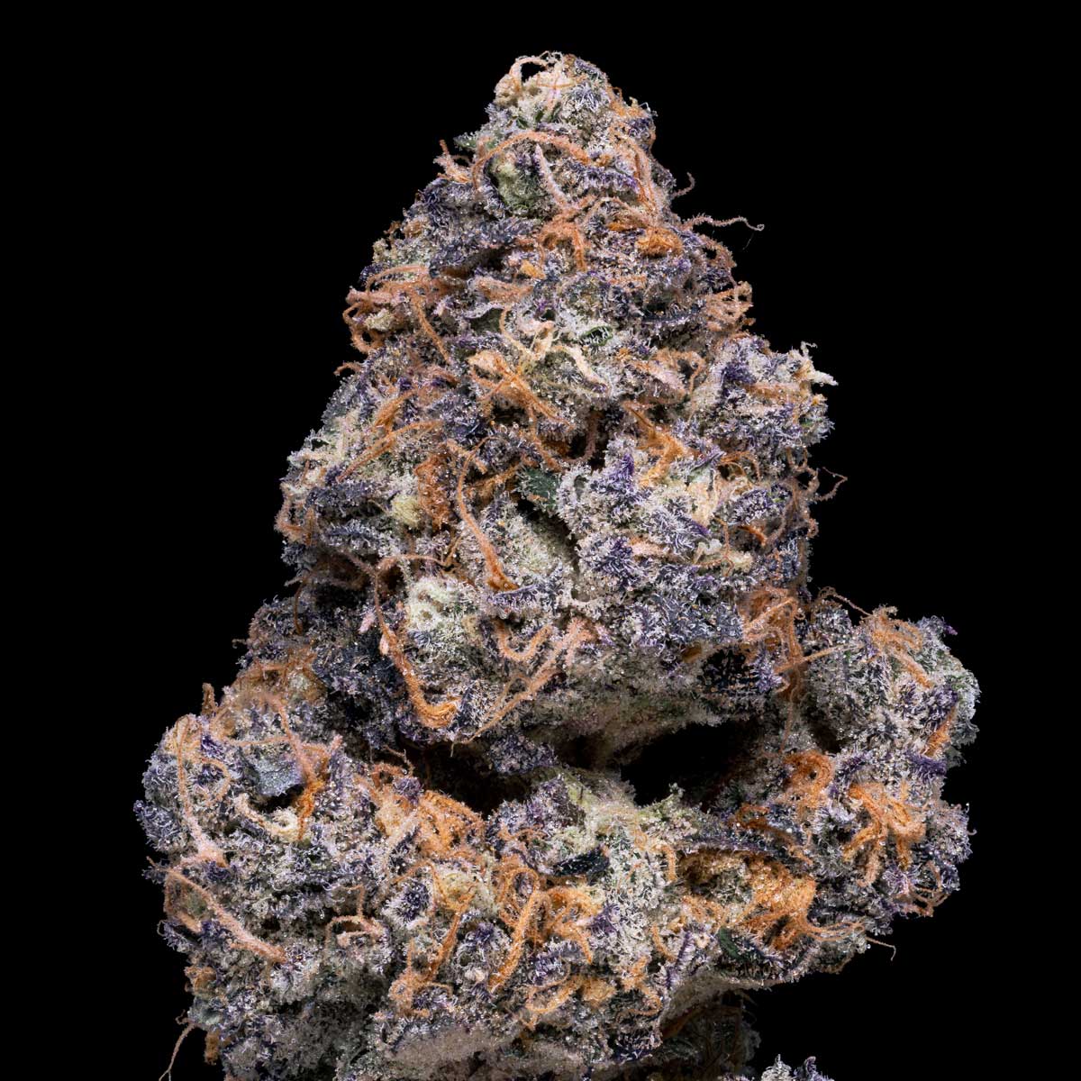 pro gro genetics zelicious cannabis strain