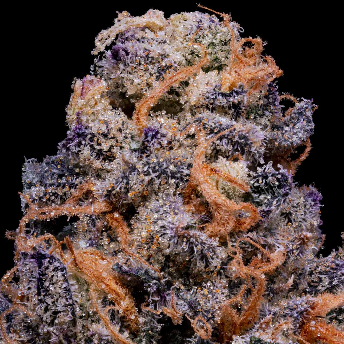 pro gro genetics zelicious cannabis strain