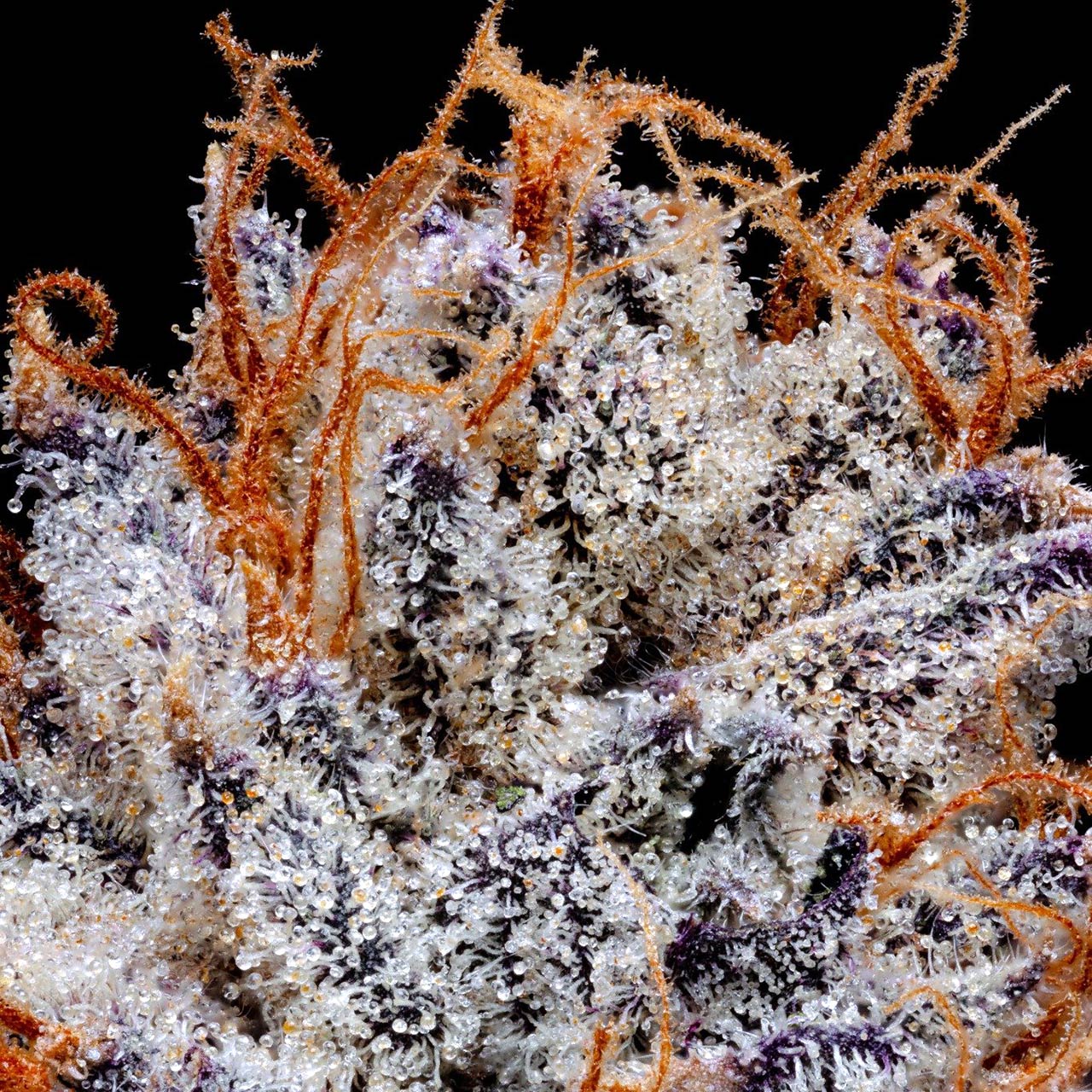 pro gro genetics blue nerdz marijuana strain