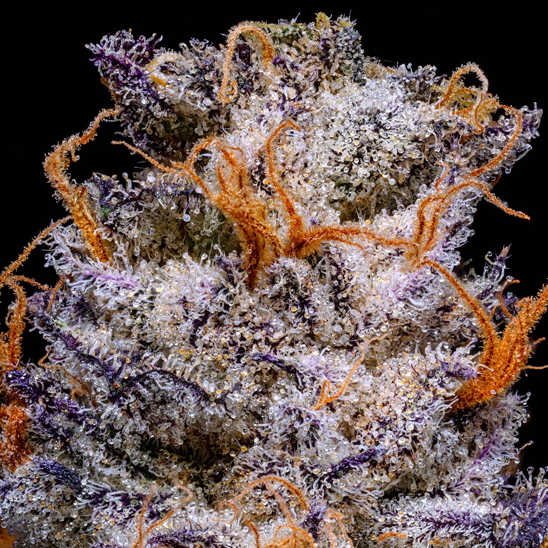 pro gro genetics candy bonez marijuana strain