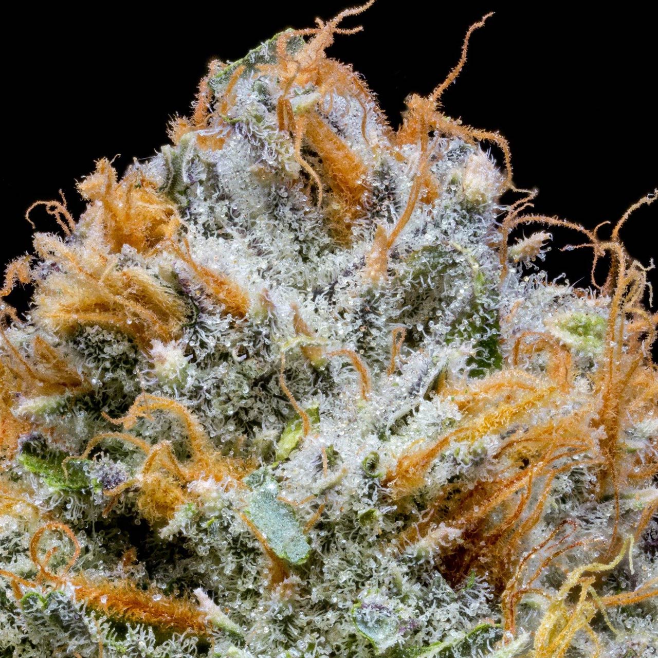 pro gro genetics crunch berries marijuana strain