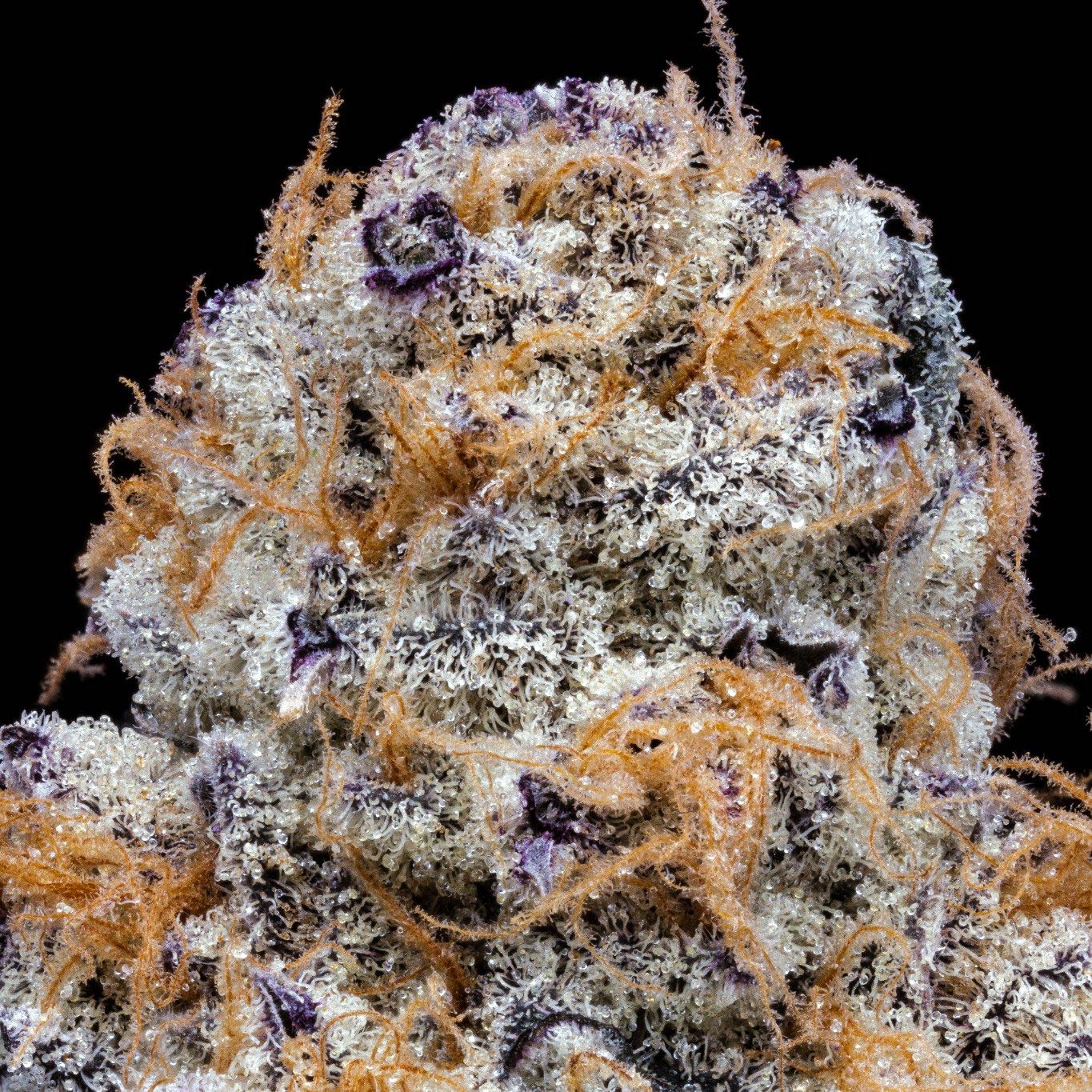 pro gro genetics garlic breath weed strain