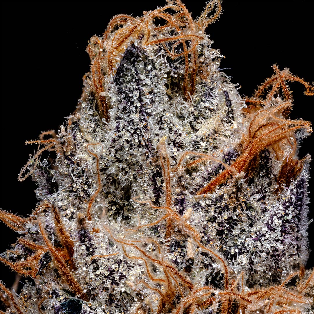 pro gro genetics gelato 33 marijuana strain