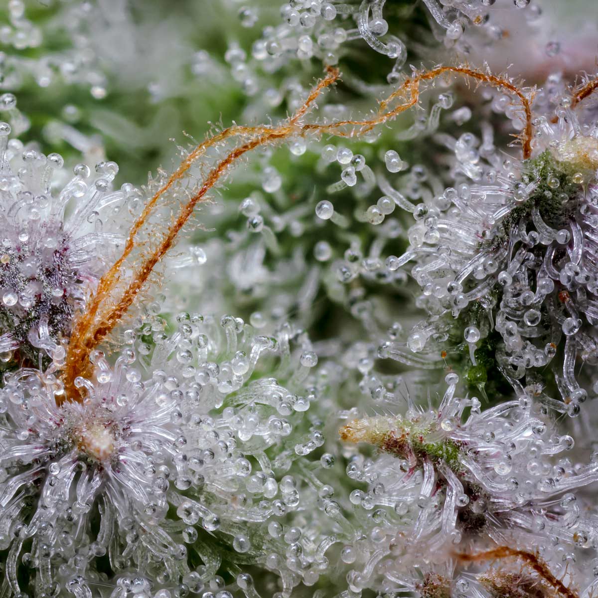 pro gro genetics zelicious cannabis strain