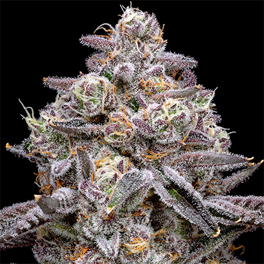 pro gro genetics apple tart marijuana strain