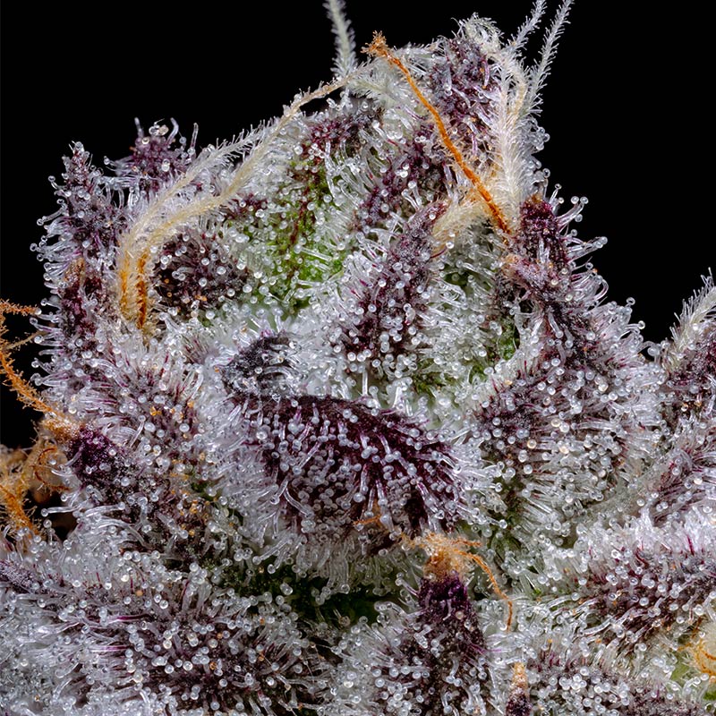pro gro genetics apple tart marijuana strain