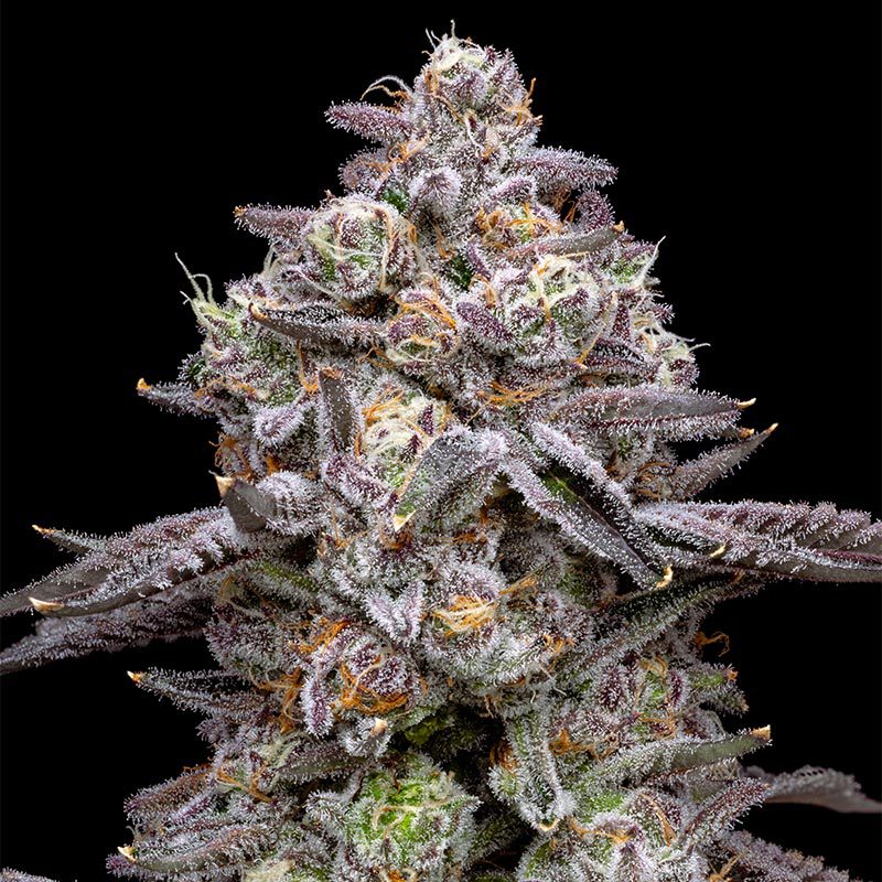 pro gro genetics apple tart marijuana strain