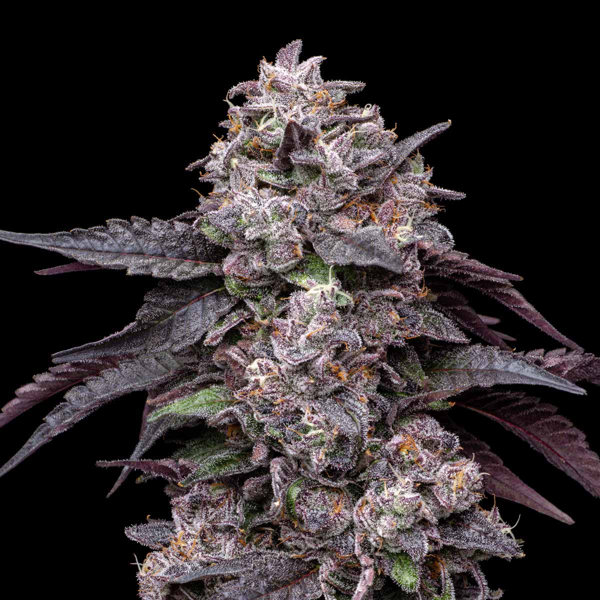 pro gro genetics sherb cream pie cannabis strain