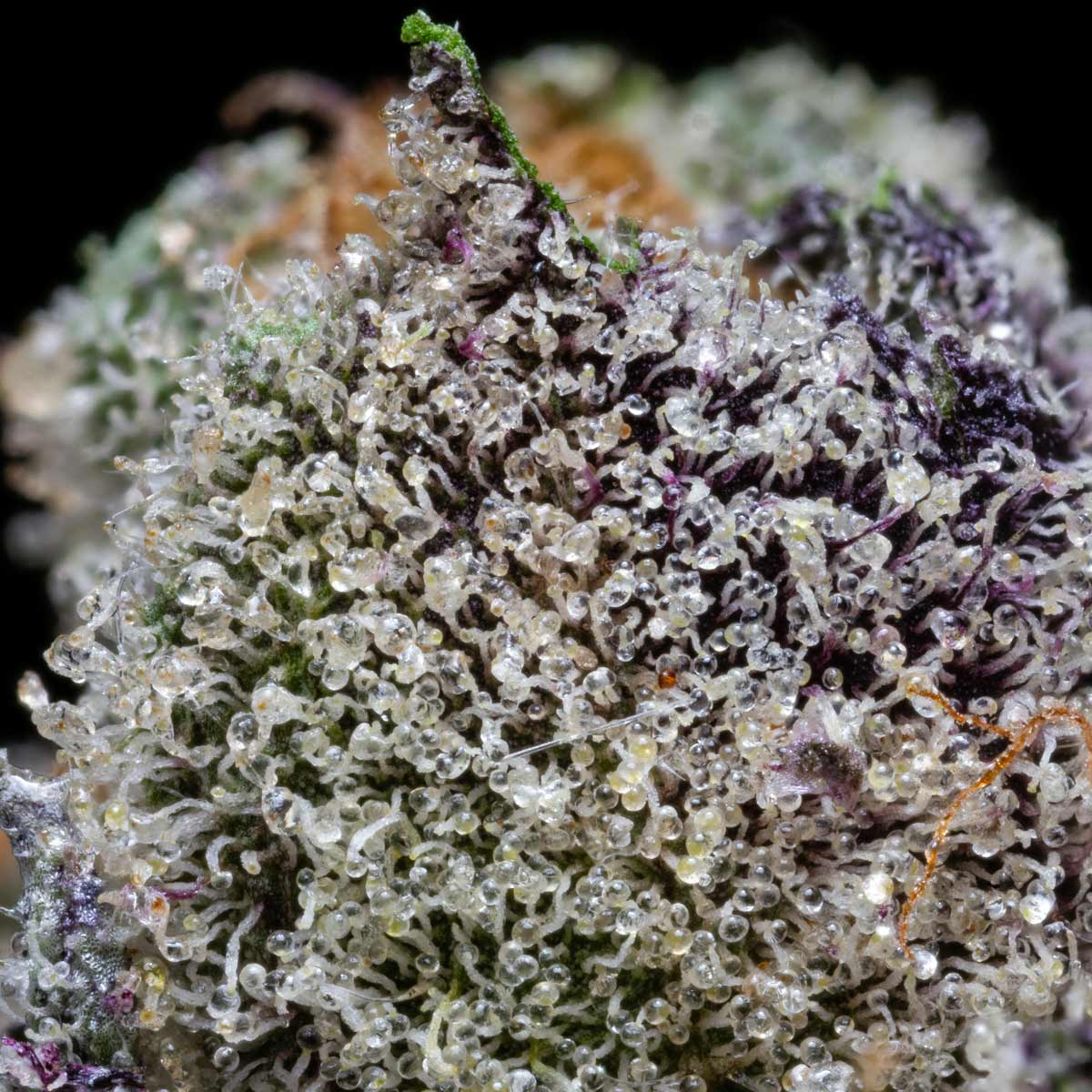 pro gro genetics sherb cream pie cannabis strain