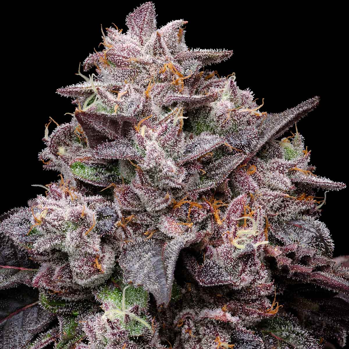 pro gro genetics sherb cream pie cannabis strain