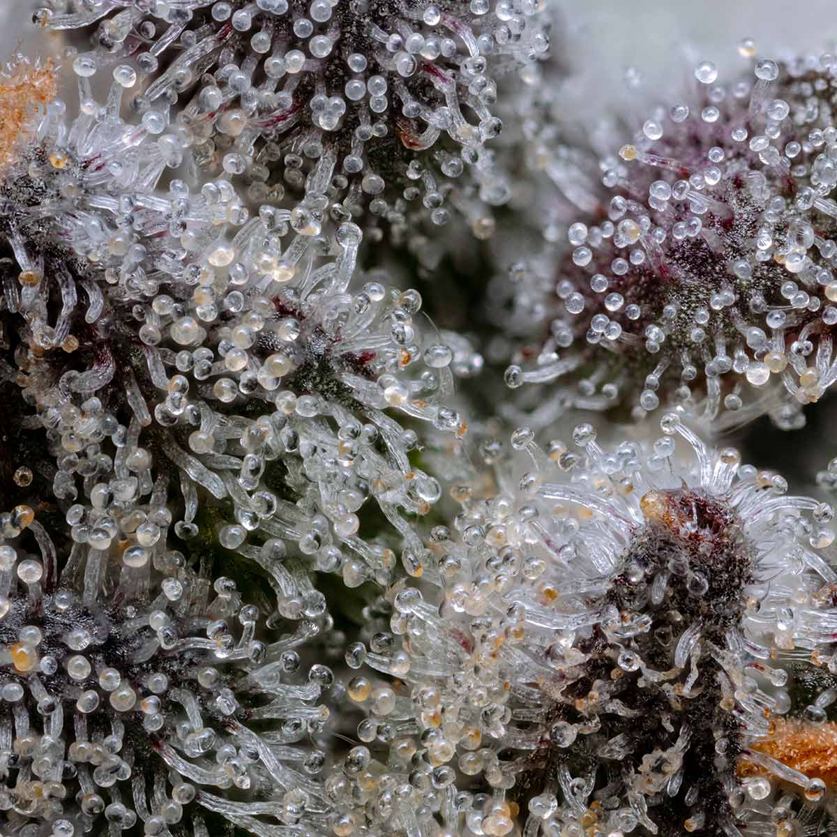 pro gro genetics watermelon zkittlez cannabis strain